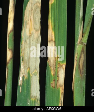 Sheath blight Rhizoctonia solani lesions on leaves and stems of rice Stock Photo