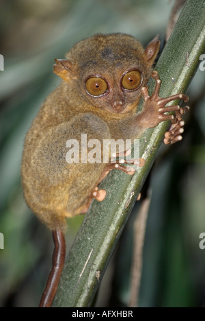 Tarsier Philippines Bohol Corella and Tarsier Visitors Centre Visayas Stock Photo