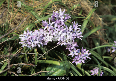 NORTH WALES UK May Bunch of spring Squill Scilla verna Stock Photo