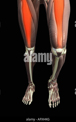 Thigh flexion Stock Photo - Alamy