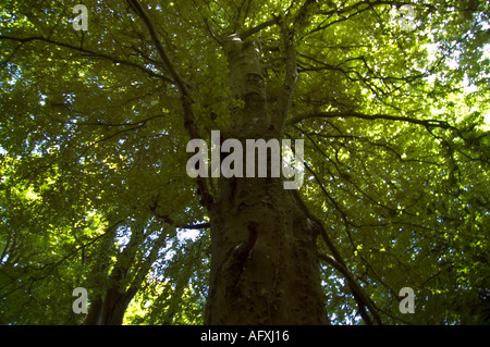 Towering beech tree in Undercliff national nature reserve Devon Stock Photo