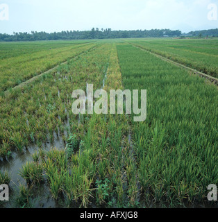 Tungro virus on rice comparison of two varieties one susceptible the other resistant Stock Photo