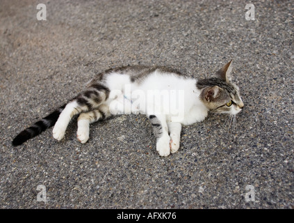 Tortoiseshell Kitten lying on a pavement relaxing from the heat in France Stock Photo