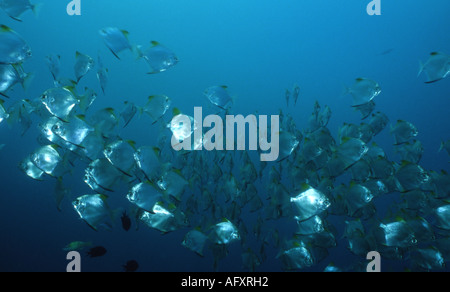 Diamondfish / Silver Batfish (Monodactylus argenteus) schooling in large numbers Stock Photo