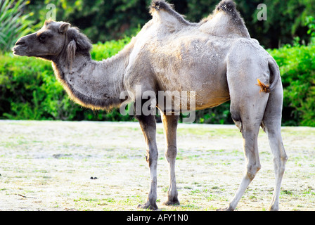 Two humped Bactrian  camel Stock Photo