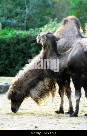 Two humped Bactrian camels Stock Photo