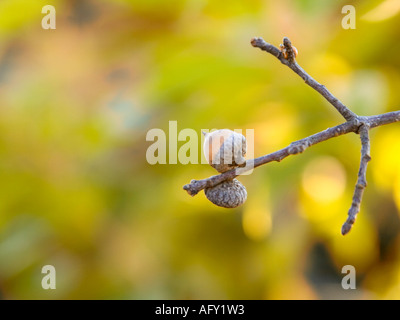 quercus nigra buds