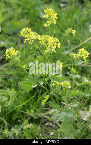 Black Mustard Brassica nigra Crucifera Brassicaceae Stock Photo