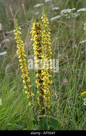 Dark Mullein Verbascum nigrum Scrophulariaceae Stock Photo