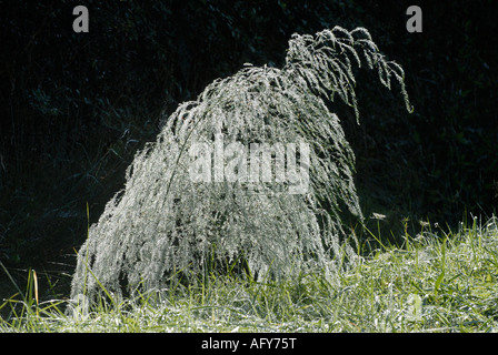 Wild Asparagus - Asparagus officinalis - covered in morning dew, La Brenne, France. Stock Photo