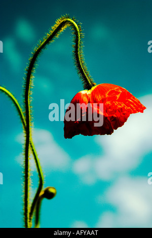 Close-up of bending poppy flower against blue sky Stock Photo