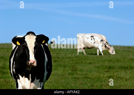 a herd of black and white Holstein Friesan dairy cows grazing in field ...