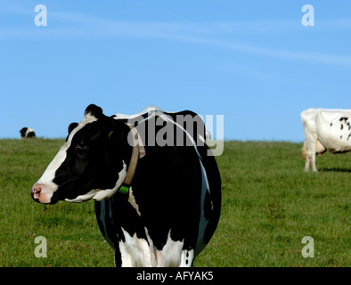 a herd of black and white Holstein Friesan dairy cows grazing in field ...