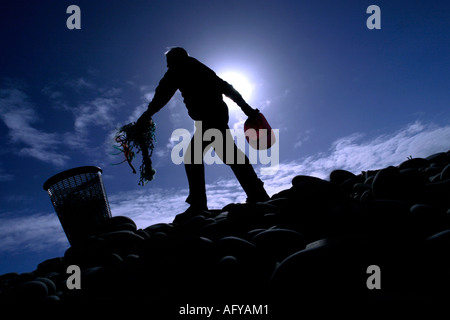 An active tidy beach campaigner collecting rubbish at Westward Ho! pebble beach  Devon UK Stock Photo