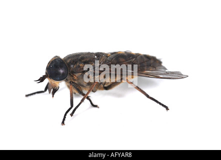 This is a Cleg fly Haematopota pluvialis Stock Photo