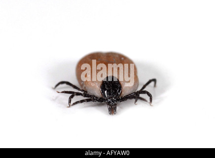 TICK Commonly known as Deer Tick or Sheep Tick Stock Photo