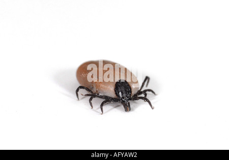 TICK Commonly known as Deer Tick or Sheep Tick Stock Photo