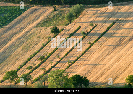 typical undulating patchwork countryside of le Marche ,The Marches,Italy Stock Photo