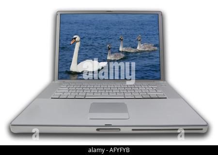 LAP TOP NOTE BOOK PERSONAL COMPUTER WITH SCREEN DISPLAYING PICTURE OF SWAN WITH THREE CYGNETS Stock Photo