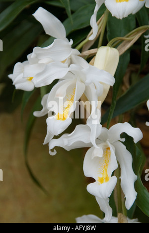 Spray of the Bridal veil orchid from Tibet Coelogyne Cristata Stock Photo