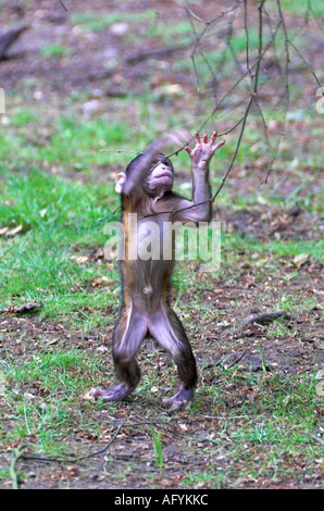 Young Barbary Macaque monkey Stock Photo