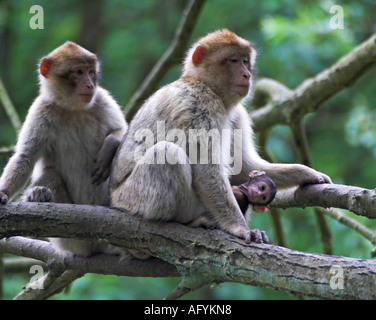 Trentham Monkey Forest Stock Photo