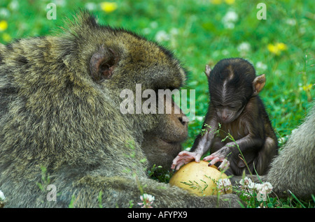 Trentham Monkey Forest Stock Photo