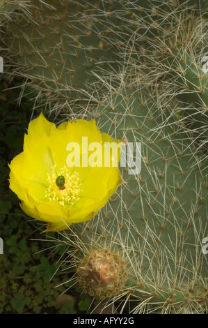 Prickly Pear Opuntia leucotricha flowering in conservatory in Scotland UK Stock Photo