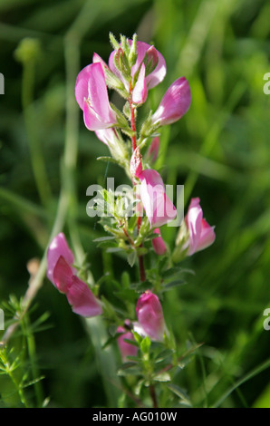 Spiny Rest Harrow, Restharrow, Ononis spinosa, Fabaceae (Leguminosae) Stock Photo