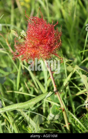 Bedeguar Gall on Dog Rose Caused by the Parasitic Mossy Rose Gall Wasp, Diplolepis rosae, Cynipoidea, Hymenoptera Stock Photo