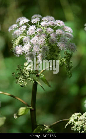 Ground Elder or Goutweed, Aegopodium podagraria, Apiaceae Stock Photo