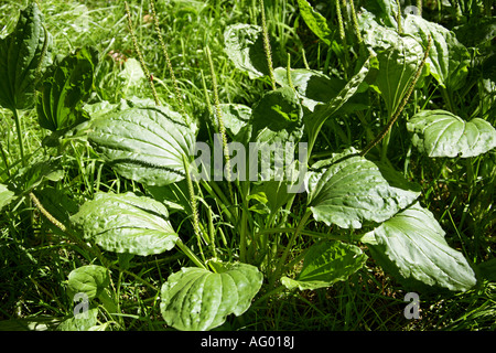 Greater Plantain, Plantago major, Plantaginaceae Stock Photo