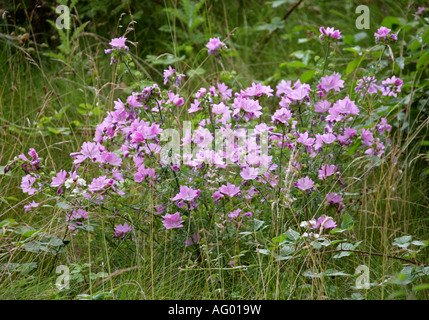 Musk Mallow Malva moschata Malvaceae Stock Photo