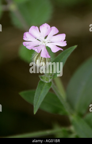 Pink Campion. A Hybrid of Red Campion, Silene dioica, and White Campion, Silene alba Stock Photo