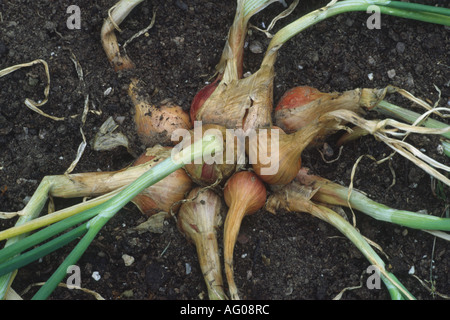 Allium cepa var. aggregatum 'Red Sun' Shallot. Growing in ground and ready for harvesting. Stock Photo