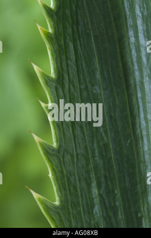 Eryngium agavifolium. (Eryngo, Sea holly).  Close up of  toothed leaf edge. Stock Photo