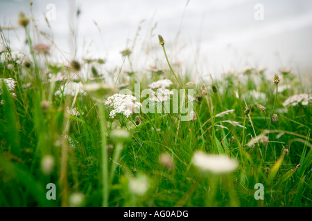 Wildflowers shot on a cliff top in south west England Stock Photo