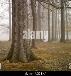 Forest in fog Stock Photo