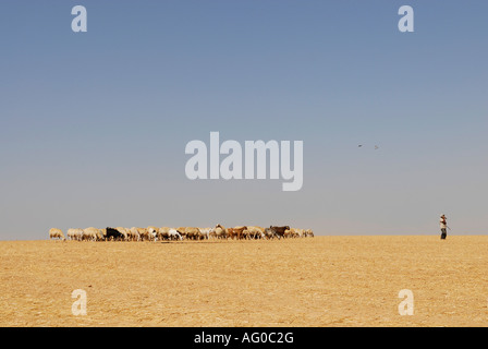 A Bedouin shepherd herds his sheep in the Negev desert Israel Stock Photo