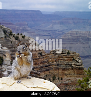 Squirrel in front of Grand Canyon view, Arizona Stock Photo