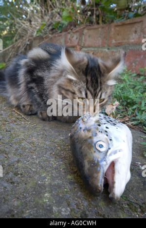 Siberian Forest cat eating a salmon head Stock Photo