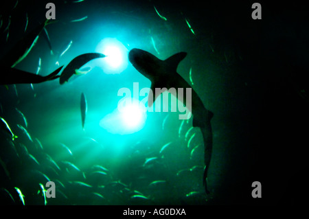 Sharks in silhouette against the circling shoal of fish above, taken at The Deep aquarium in Hull West Yorkshire, UK. Stock Photo