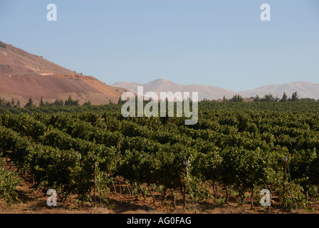 Vineyards at the Golan heights near the border with Syria, Israel Stock Photo