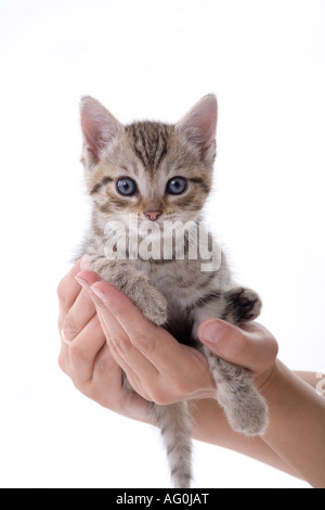 Hands holding a kitten on white background Stock Photo