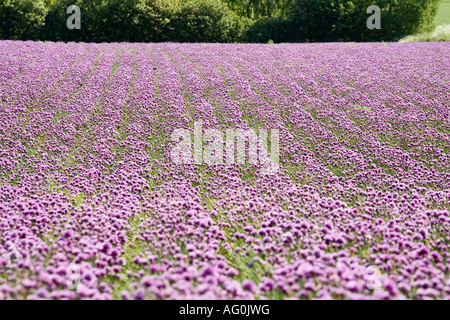 Onion Bloom Rows and rows of purple flowering green onions in a farmers field Funen Fyn Denmark Stock Photo