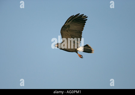 SNAIL KITE Rostrhamus sociabilis Male Brazil Stock Photo