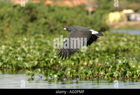 SNAIL KITE Rostrhamus sociabilis Male Brazil Stock Photo