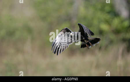 SNAIL KITE Rostrhamus sociabilis Male Brazil Stock Photo