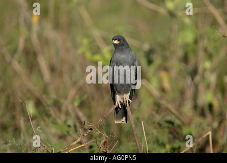 SNAIL KITE Rostrhamus sociabilis Male Brazil Stock Photo