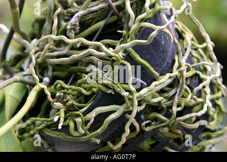 Roots from an orchid cultivated at Boquete Flower Fair Chiriqui Province Panama Stock Photo